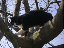 Sénilité chez une vieille chatte