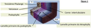 sabot : structure interne