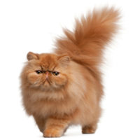 Beauté du poil & Mue pour chat