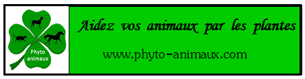 Bannière Phyto Animaux