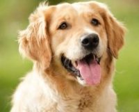 Mélange Anti-verrues pour Chien
