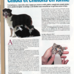 Nourrir chiots chatons