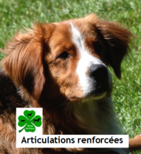 Articulations renforcées