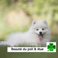 Beauté du poil et Mue