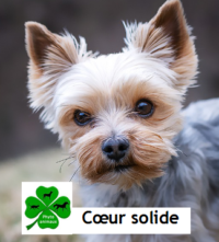 Coeur solide