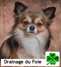 Drainage du foie