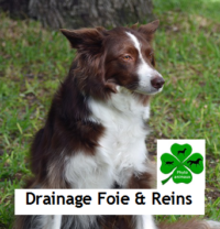 Drainage du foie et des reins