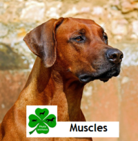 Muscles